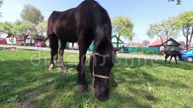 春天。一匹马和一匹小马驹在村子里吃草。